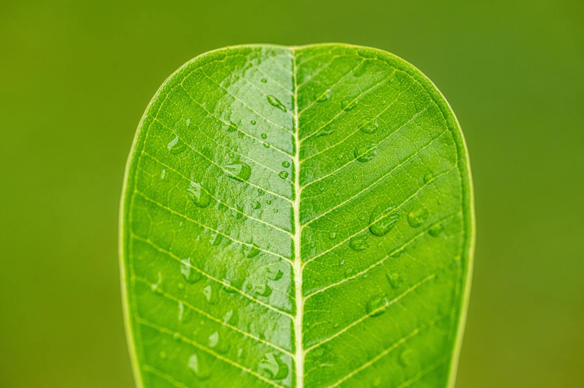 Photosynthesis